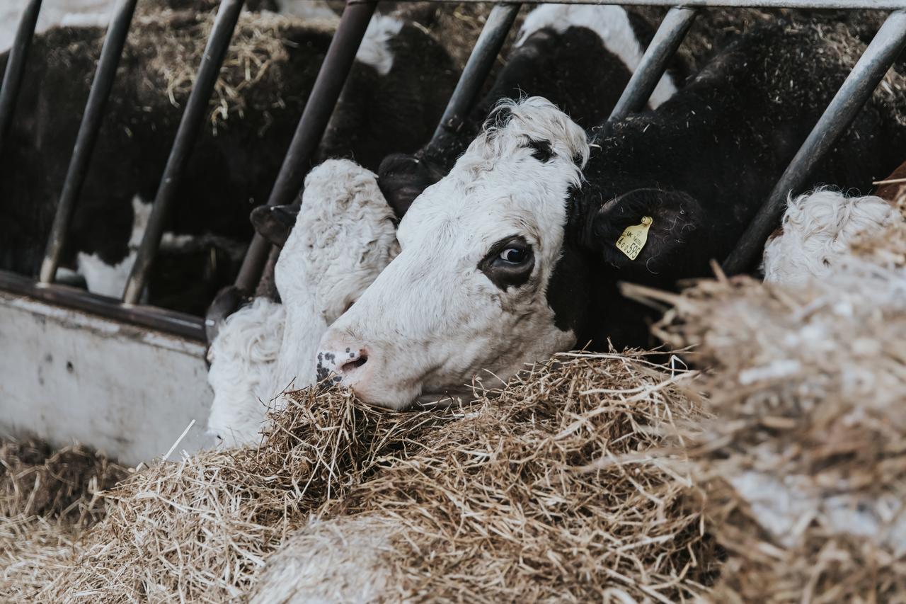 ナッツフォード Owen House Farm Bed & Breakfast エクステリア 写真