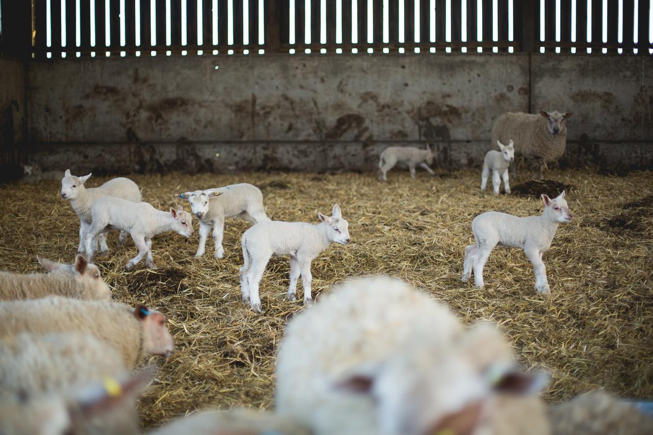 ナッツフォード Owen House Farm Bed & Breakfast エクステリア 写真